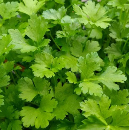 Italian Giant Parsley Seeds - 500 Non-GMO Edible Culinary Herb Seeds (Petroselinum crispum) for Container Garden