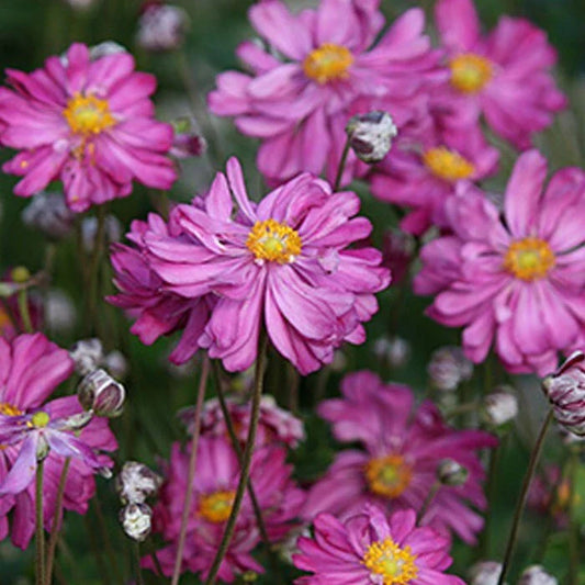 Bare Root Dark Rose Japanese Anemone - Anemone hupehensis - 10 Root Stock for Gardens and Landscapes