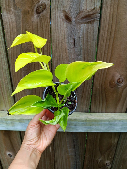 Élysées Pothos Plant | 6" Pot | Green Variegated Foliage | Epipremnum Aureum 'Champs Élysées'