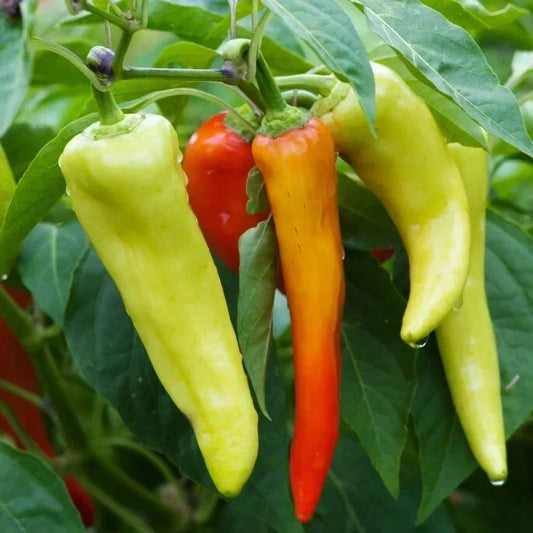Sweet Banana Pepper Seeds - 10 Pack - Capsicum annuum - Non-GMO Vegetable Seeds - Free USA Shipping