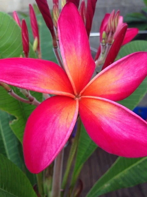 Plumeria Cutting 12"-14" Kaneohe Sunset Plumeria (Plumeria rubra) - Tropical Fragrant Flowering Plant