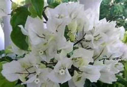 Bougainvillea Starter Plant - Rijnstar White Variety - Well Rooted Plug Plant - Ideal for Garden or Pot