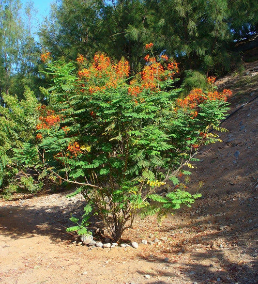 Pride of Barbados Seeds - 10 Pack - Caesalpinia pulcherrima - Tropical Flowering Plant Seeds for Gardens