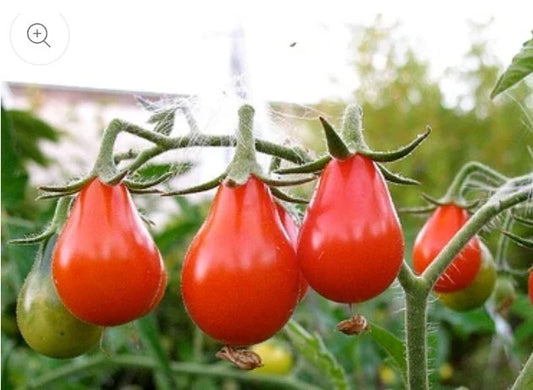 Red Pear Tomato Seeds - 100 Non-GMO Heirloom Seeds - Flavorful Variety - Perfect for Home Gardening