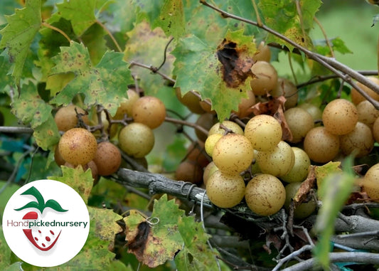 Sweet Jenny Muscadine Grape Vine - 2 Year Old Bare Root Live Plant - 1-2ft - Vitis rotundifolia
