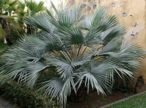 Brahea Armata Blue Hesper Palm Seeds (8 Seeds) - Rare Blue Palm Tree Variety, Ideal for Gardens and Landscapes
