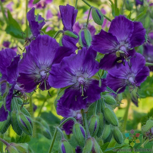 25+ Lily Lovell Geranium Seeds for Garden Planting - Pelargonium 'Lily Lovell' - USA