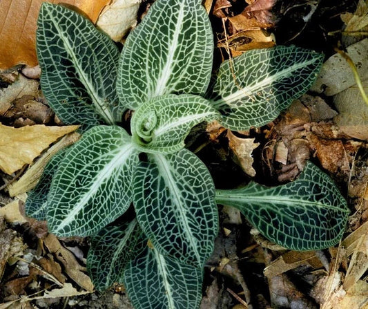 Rattlesnake Orchid Bare-root Plant | Goodyera oblongifolia | Unique Green Foliage