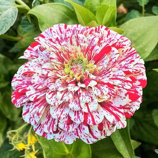 Peppermint Stick Zinnia Seeds - 100+ Flower Seeds - Zinnia elegans - Annual - USA - Free Shipping