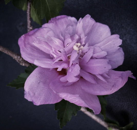 Live Plant Starter Bush Tree, Double Purple Rose of Sharon Hibiscus, Althea, 6" to 1' Height