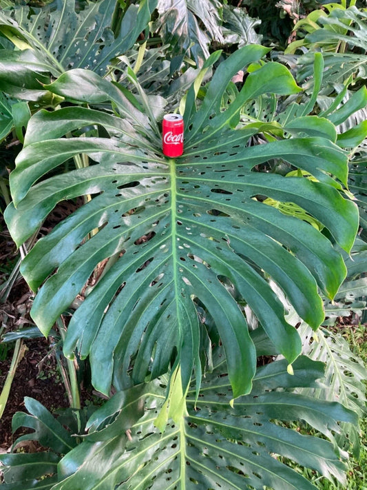Monstera Cutting 24” Giant Swiss Cheese Vine, Monstera deliciosa, Large Indoor Plant Propagation