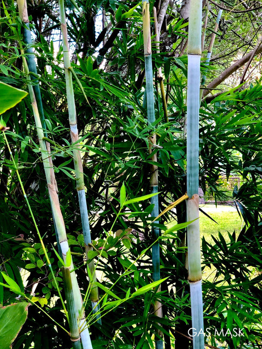 Tropical Blue Bamboo Rhizome, Blue Chungii Clumping Bamboo, Live Plant, Bambusa vulgaris var. vulgaris