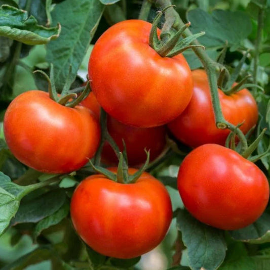 Tomato Seeds - 60 Count - Wisconsin 55 Indeterminate Heirloom Non-GMO - Solanum lycopersicum