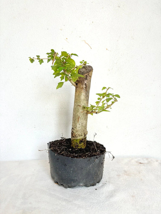 Parrot's Beak Plant - Pre-Bonsai - Gmelina philippensis - Fat Trunk Indoor Bonsai Tree