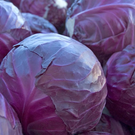 Red Acre Cabbage Seeds - 1000+ Heirloom, Non-GMO, Fresh - Brassica oleracea