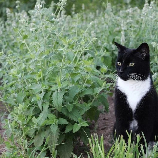 Catnip Seeds - 500 Non-GMO Perennial Herb for Cats - Nepeta cataria - Happy Kitty Garden Plant