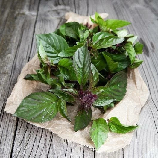 Thai Basil Seeds Non-GMO - Ocimum Basilicum Herb Seeds for Gardening - Fast Shipping Available