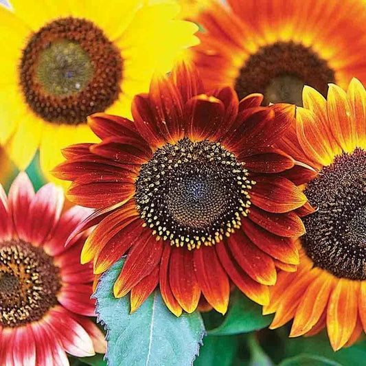 Sunflower Seeds - 50+ Multicolor Mix - Autumn Beauty - Helianthus annuus - Annual Cut Flower - Free Shipping