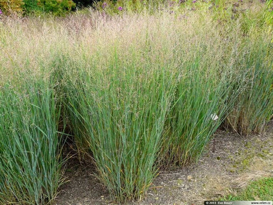 Switchgrass Ornamental Seeds - 25 Count Packet - Panicum virgatum - Native Grass for Landscaping and Erosion Control