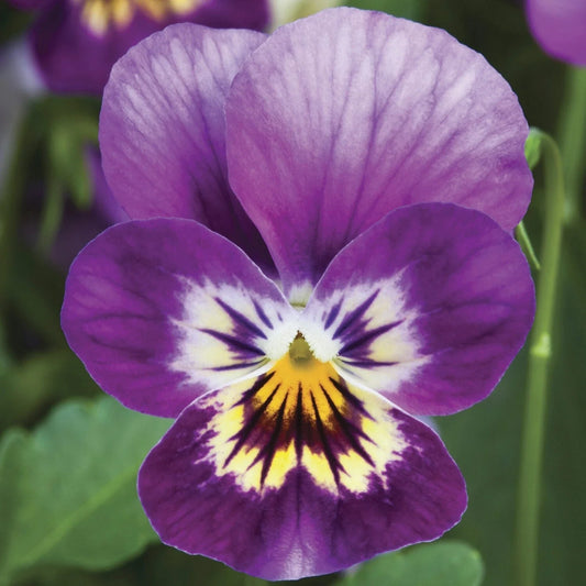 Viola Seeds 50 Count Endurio Pink Purple Shades (Viola) - Colorful Flowering Plants for Garden and Container Gardening