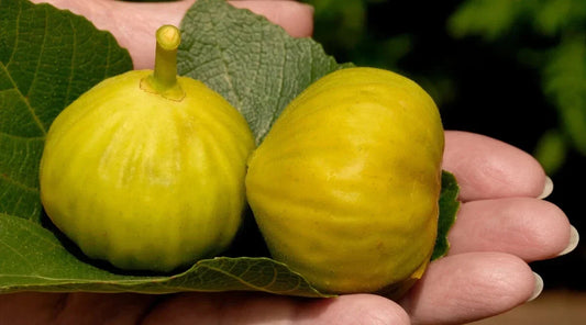 Smith Fig Seeds - 100+ Count - Ideal for Garden Planting - Ficus carica