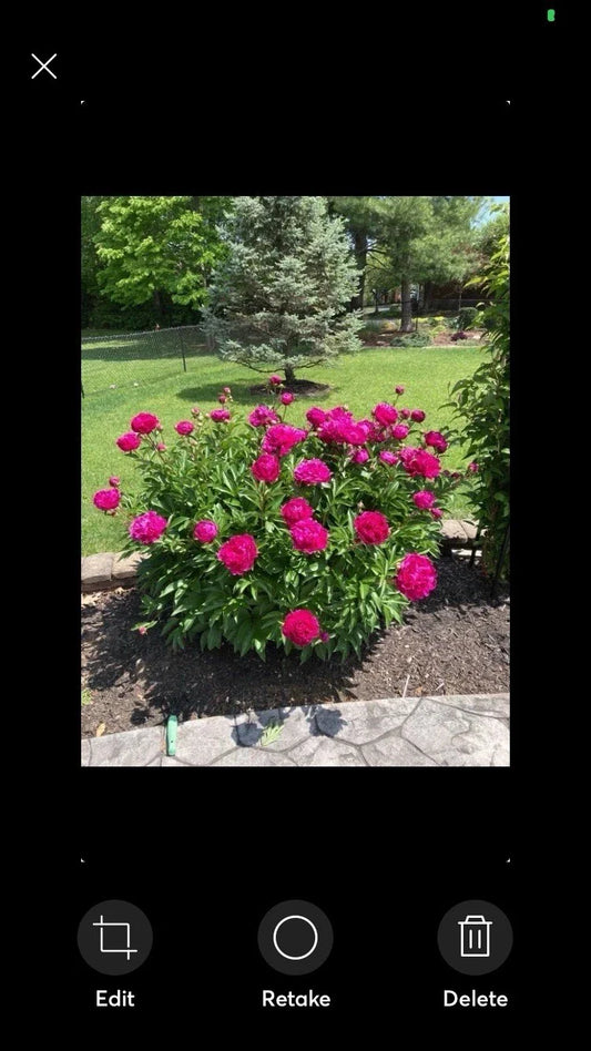 Peony Plant Bush Bare Root 1 Live Flower Pink Double Petal Sarah Bernhardt (Paeonia lactiflora)