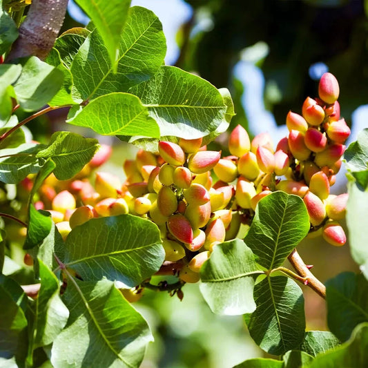 Pistachio Nut Tree Seeds - Hardy Zone 7 Edible Plant - Pistacia vera - Perfect for Growing Your Own Nuts in the Garden