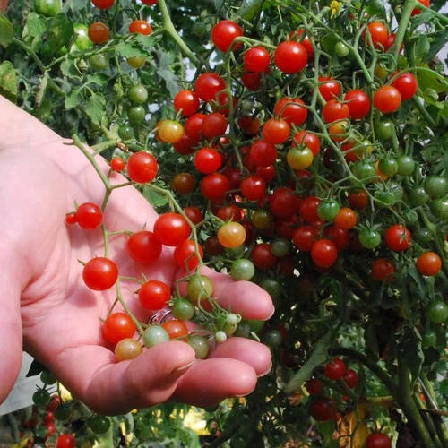 Sweet Pea Currant Tomato Seeds - Tiny Size - Rare Variety - Lycopersicon pimpinellifolium - 30 Seeds