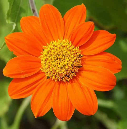 Mexican Sunflower Seeds 50+ Annual Orange Tithonia Flowers for Garden