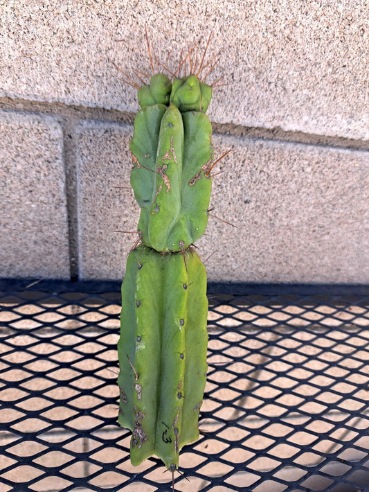 Cereus Bridge Cactus Cutting - 3 Inches - Unique Succulent - Cereus peruvianus