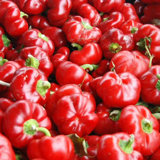 Sweet Pimento L Pepper Seeds 25+ MILD Bell Variety Capsicum annuum - Perfect for Vegetable Garden, Annual Planting