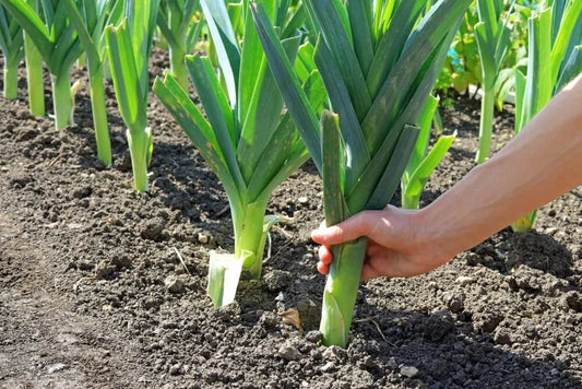 Leek Seeds for Planting - 50+ Fresh Garden Seeds for Salads and Garnish - Allium ampeloprasum