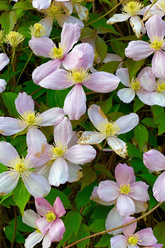 Rue Anemone Bare Root Live Garden Plant - Thalictrum thalictroides - Perennial Flowering Ground Cover
