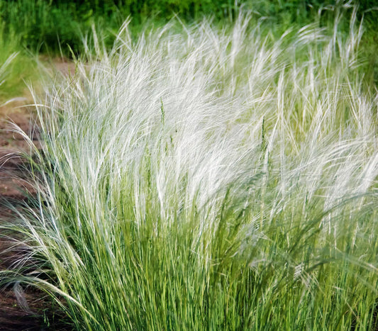 Mexican Feather Grass Seeds - 153 Count - Hardy Ornamental Grass - Stipa Tenuissima - USA Grown