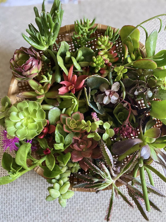 Organic Succulent Cuttings - 12 Assorted Varieties for DIY Plant Projects - Perfect for Home Decor or Gifts