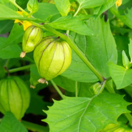 Tomatillo Seeds | Grande Rio Verde | Heirloom NON-GMO | Fresh Garden Seeds | Physalis ixocarpa