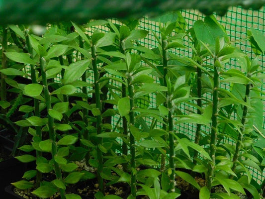 Pereskiopsis spathulata Grafting Stock Cactus Cuttings - 5 Pack - Succulent Plant for Grafting