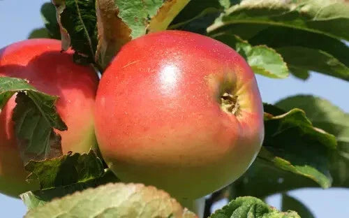 Winter Banana Apple Seeds - 25+ Pack for Garden Planting - Malus pumila - USA Grown