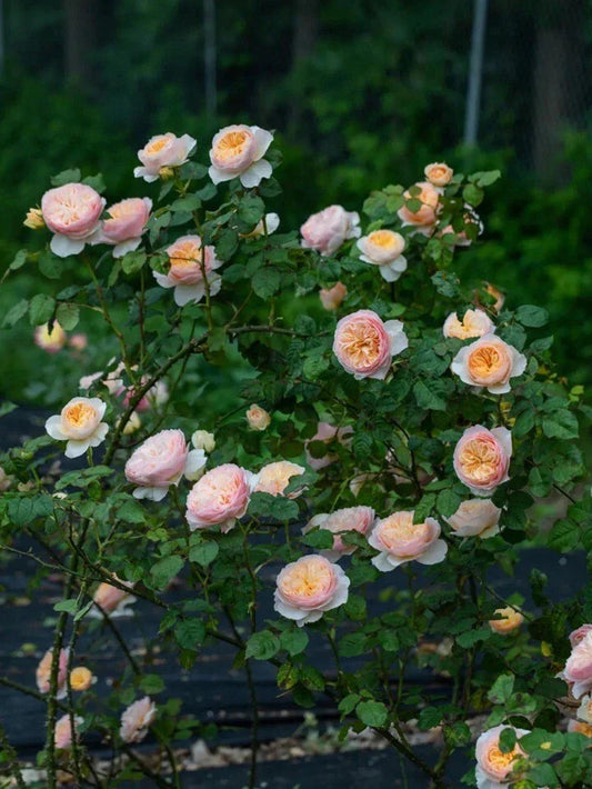 Climbing Rose Plant, Own Root, HanXian (涵仙), Chinese Rose, Live Plant, Garden Flower, Perennial Variety