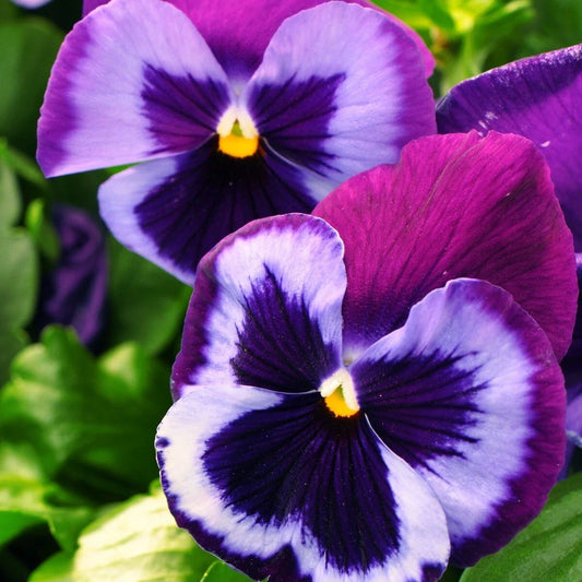 Pansy Seeds - 50 Majestic Giant Blue Jeans Flower Seeds - Viola wittrockiana