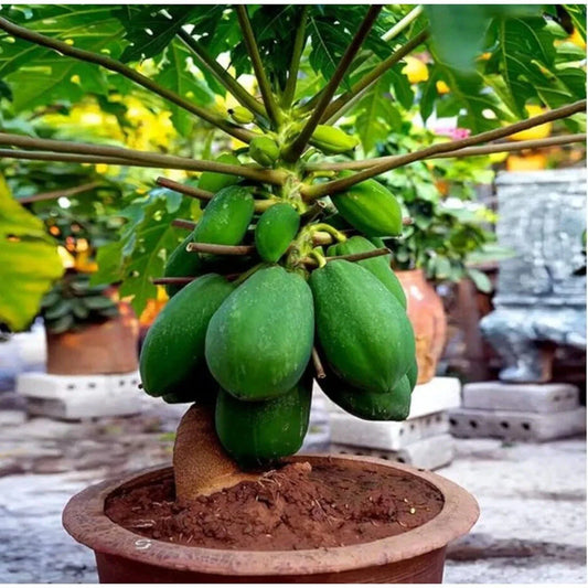Dwarf Papaya Tree Start - Live 12" Well-Rooted Plant - Carica papaya - Indoor/Outdoor Tropical Fruit Plant