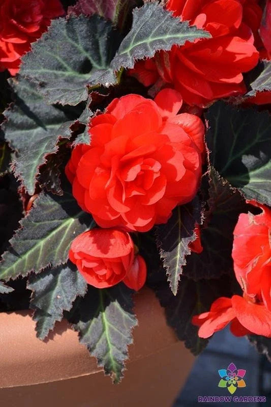 Mocca Cherry Begonia Seeds - 25+ Seeds for Garden Planting - Begonia 'Mocca Cherry' - USA Grown