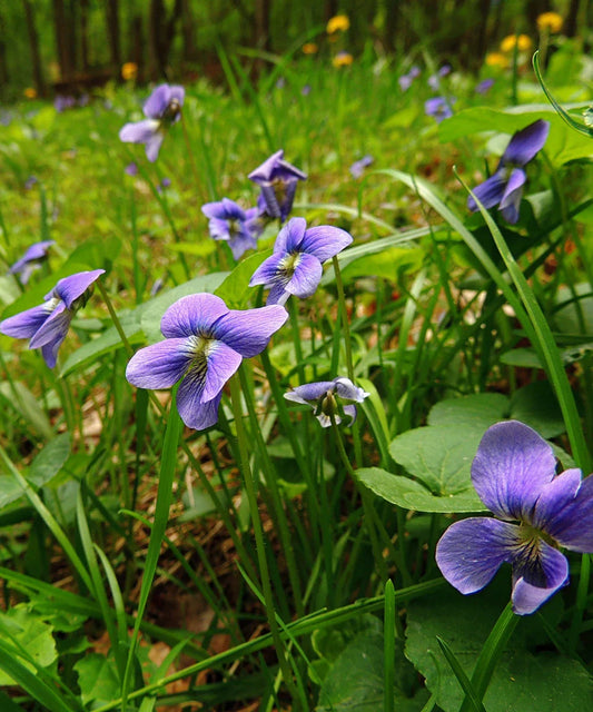 Wild Violets Plants - 10 Bare Root Edible Perennial Ground Cover - Viola spp. Beautiful Garden Flowers