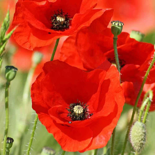 Red Corn Poppy Flower Seeds 1000+ Annual, Flanders Field, Papaver rhoeas, Garden Seeds, Free Shipping