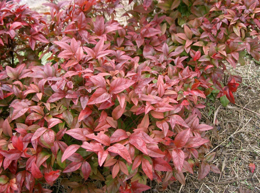 Heavenly Bamboo Seeds - 20 Pack Nandina domestica for Landscaping, Garden, and Privacy Screens