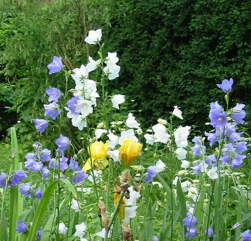 Peach Leaf Bellflower Seeds, 500 Count, Blue and White Mix, Campanula persicifolia