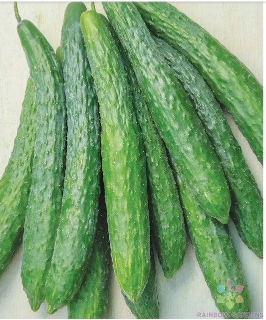 Dragon Suhyo Cross Cucumber Seeds - 25+ Pack - Heirloom Variety - Cucumis sativus - USA Grown
