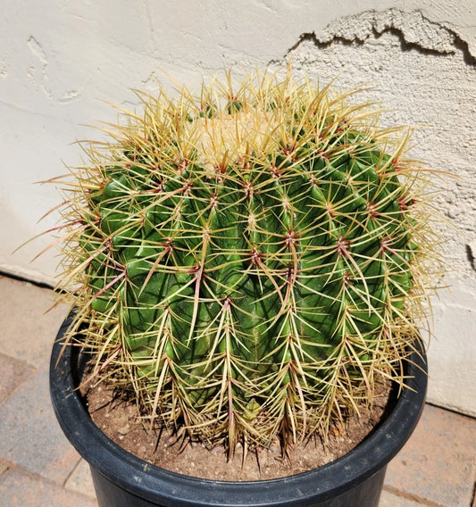 Echinocactus Grusonii x Ferocactus Gracilis Hybrid Barrel Cactus Live Plant - Unique Succulent for Indoor or Outdoor Decor
