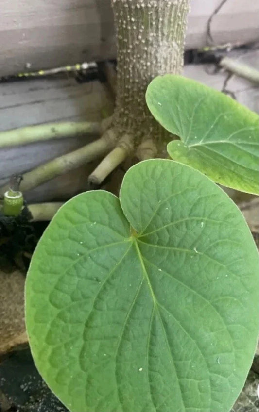 Piper Auritum Plants - 2 x Root Beer Plant Hoja Santa Mexican Pepperleaf - Aromatic Culinary Herb