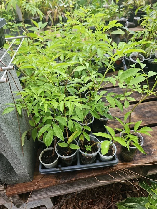 American Elderberry Tree Live Plant - Fully Rooted Sambucus canadensis - Edible Berries, Native Perennial
